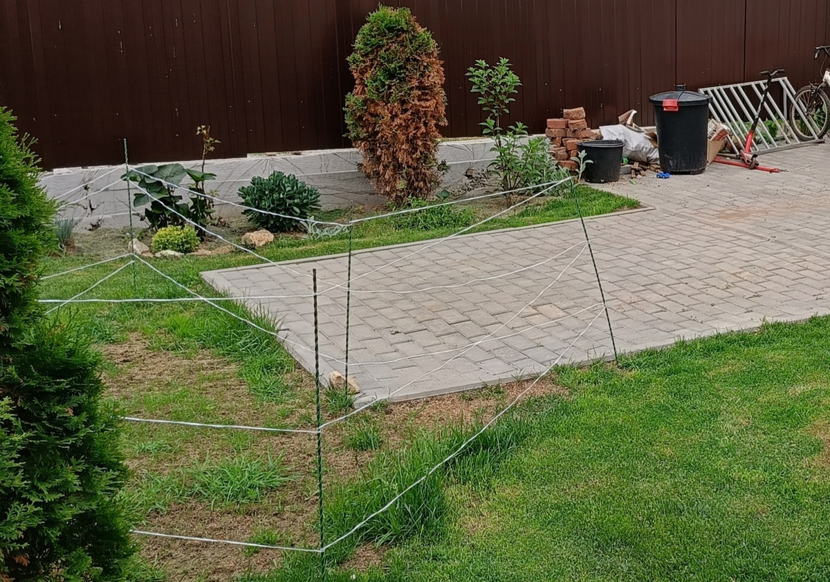 Сад автора, проплешины на газоне, июнь