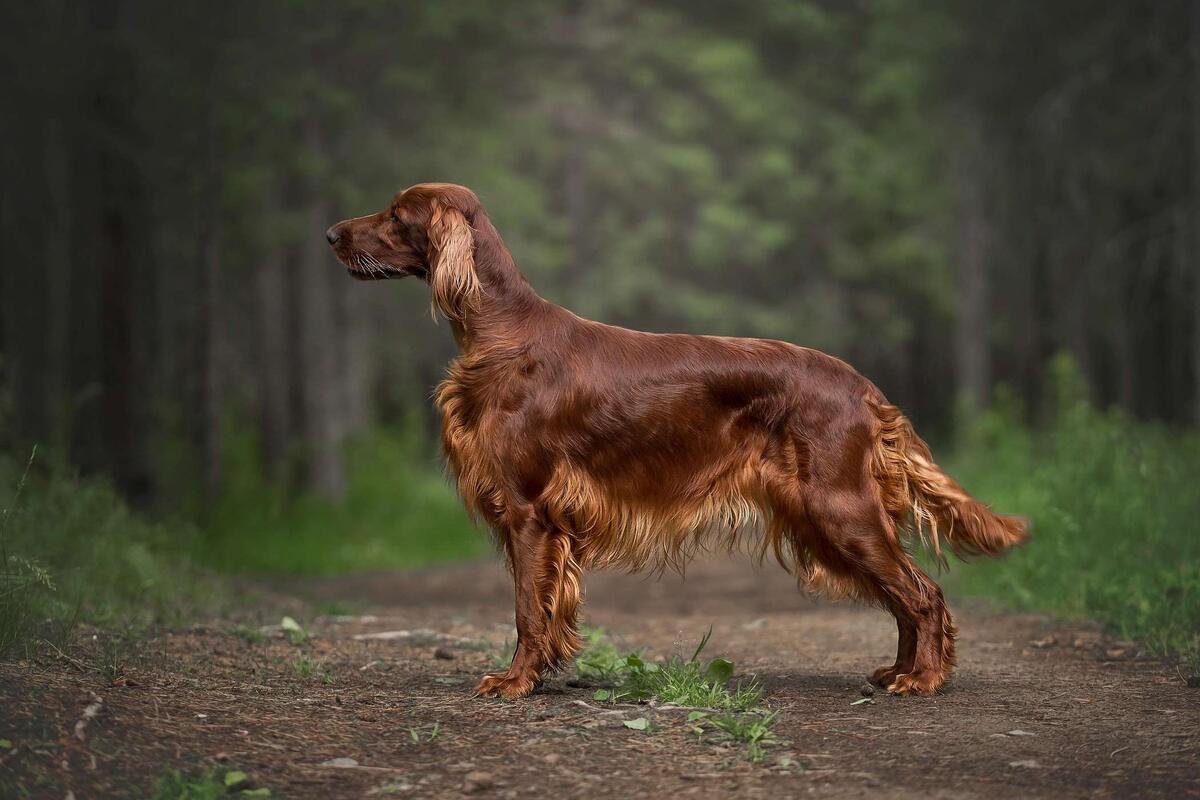 Фото: static.fajnyzwierzak.pl


