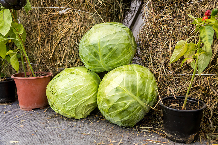    Фото Андрея Заржецкого
