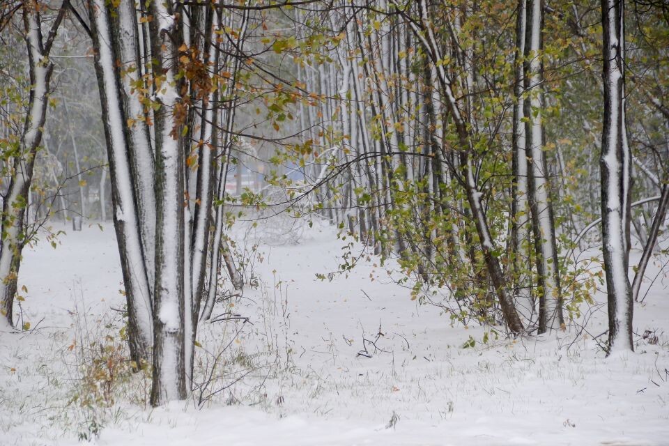    Роща рядом с международным аэропортом Барнаула. Источник: Виталий Барабаш/"Толк"
