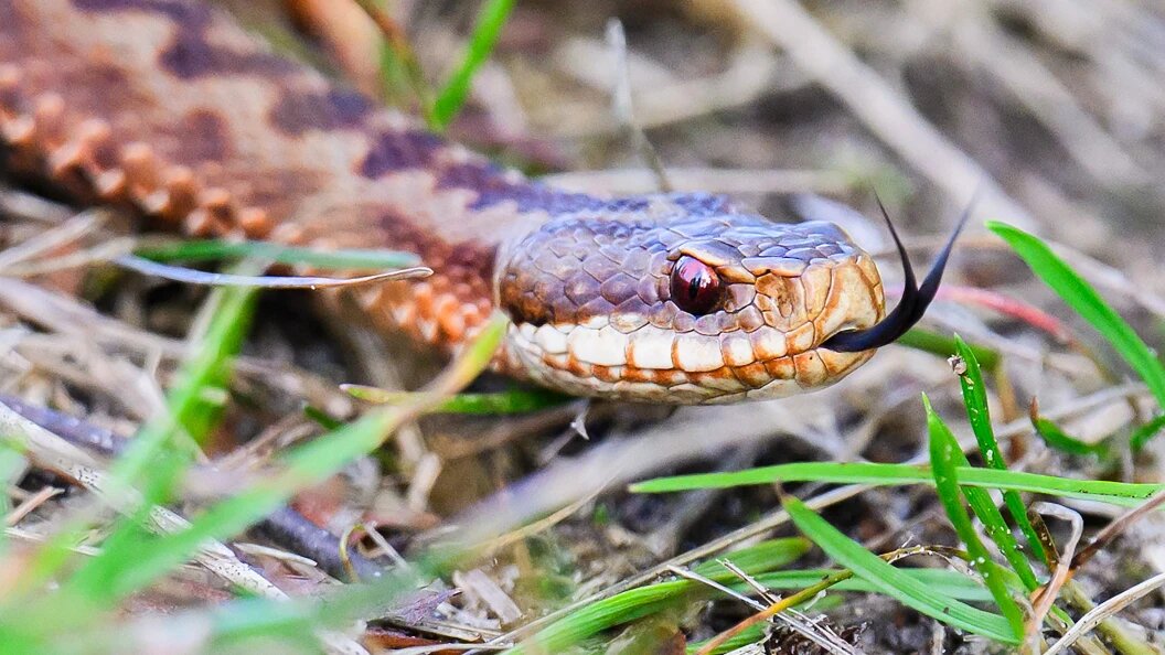    Фото: Julian Stratenschulte/Globallookpress