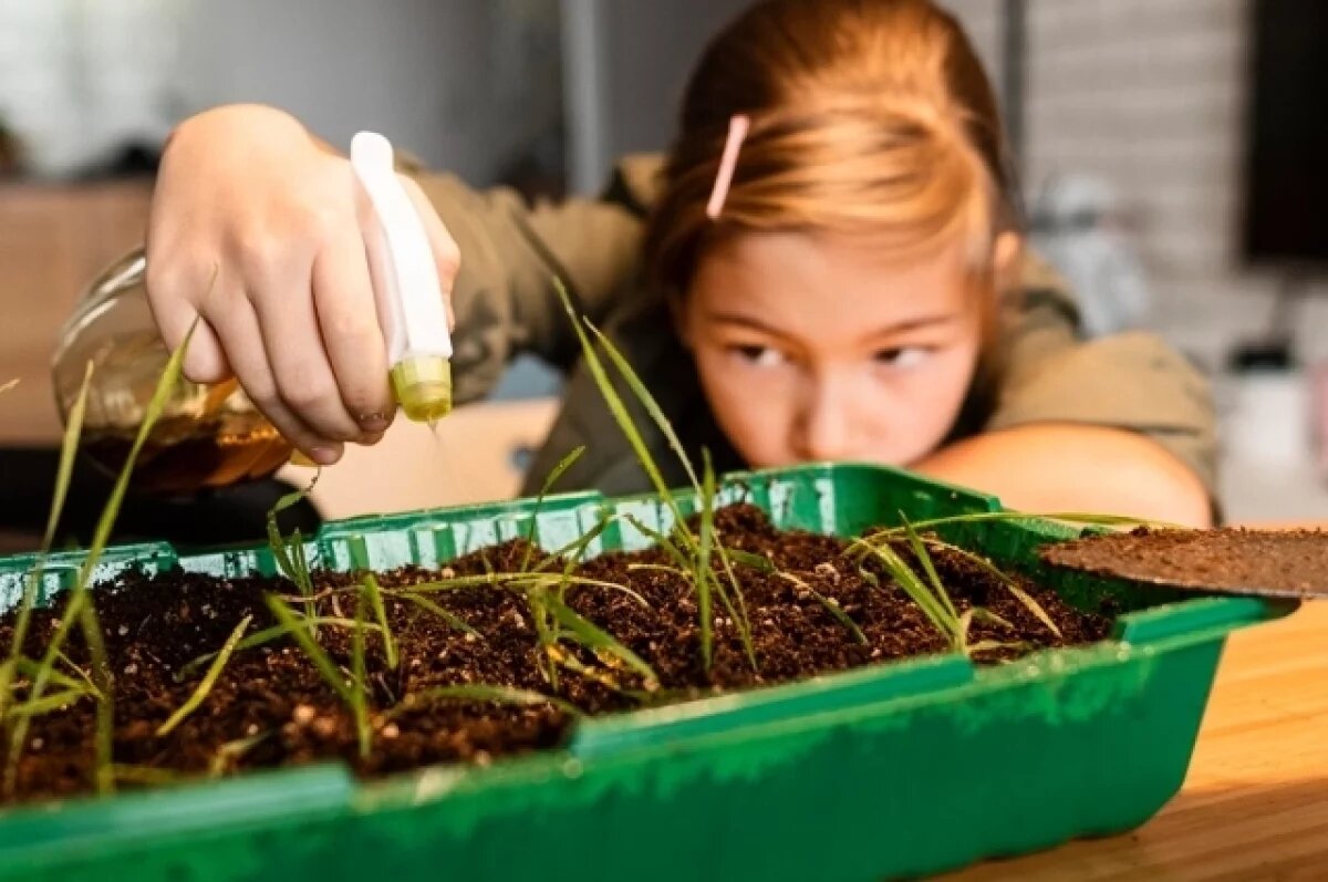    Туманов назвал экзотические фрукты, которые можно вырастить на подоконнике