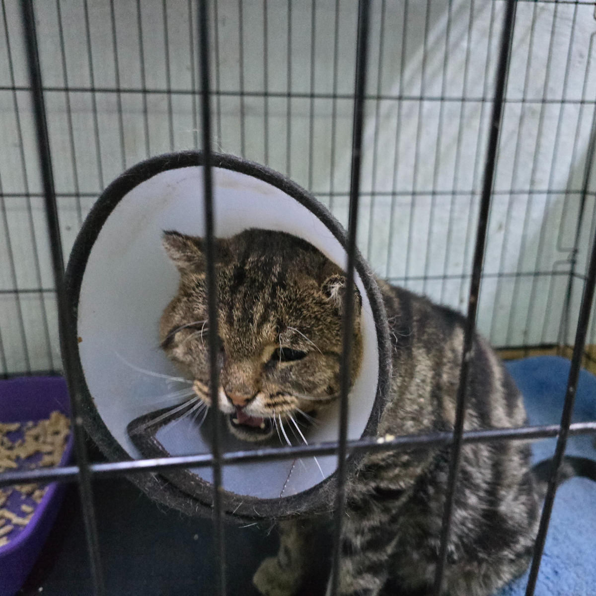 полосатый узник смотрит сквозь прутья надежды