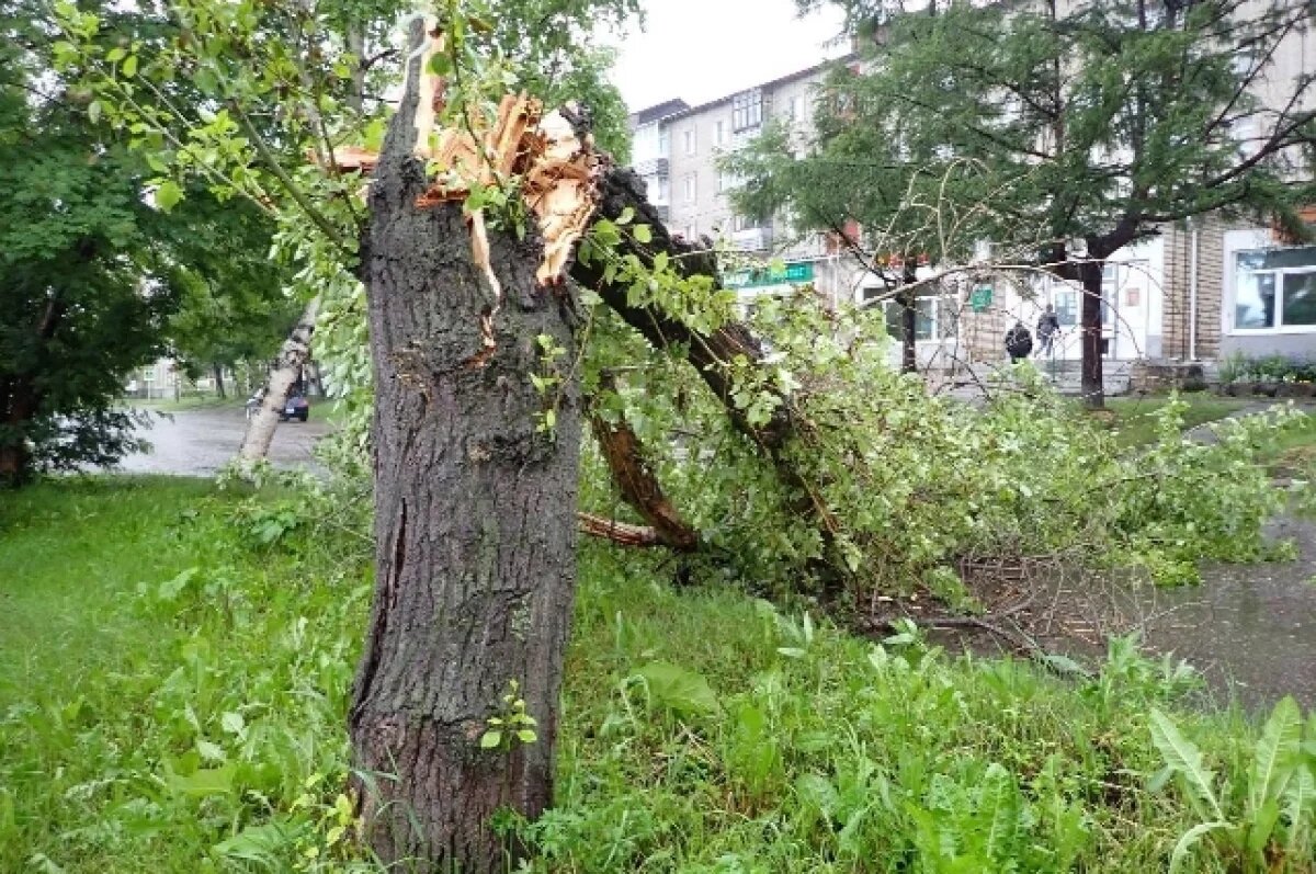    Дерево едва не убило ребёнка в Комсомольске, УК ответит перед судом