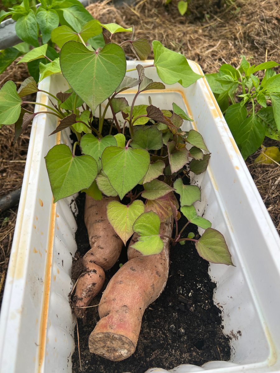 Отростки Ло и Карат