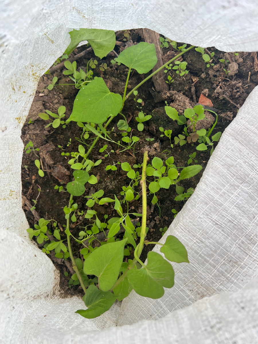 Высадка в мешок