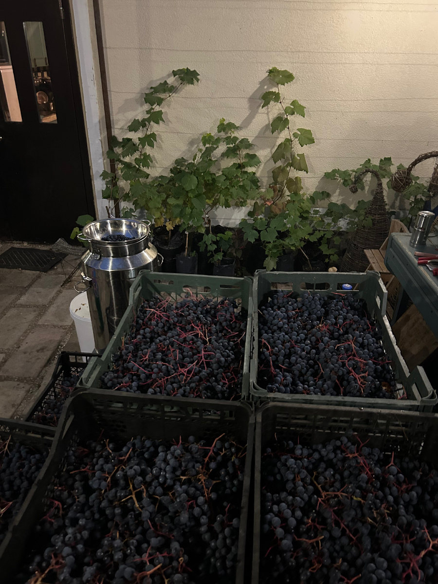 Собранный виноград для чачи. Фото автора