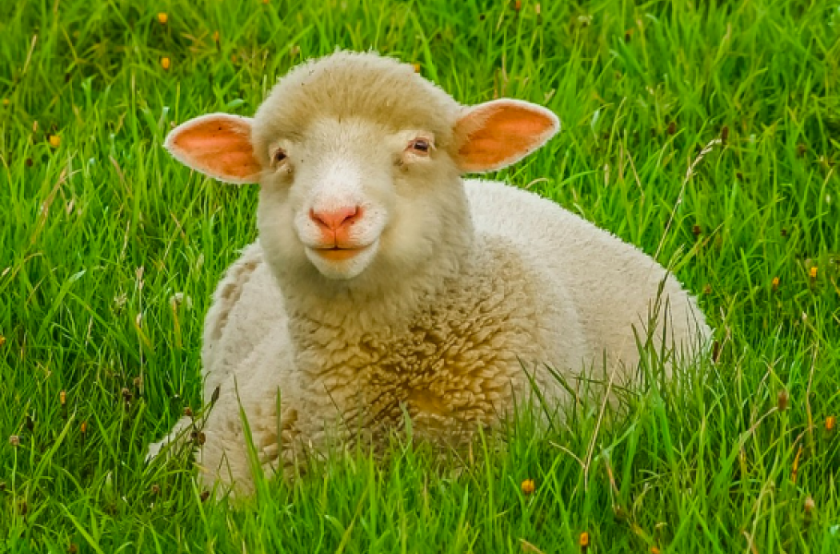 Овцы запоминают лица. Они различают до 50 морд других овец и людей — и помнят их годами.