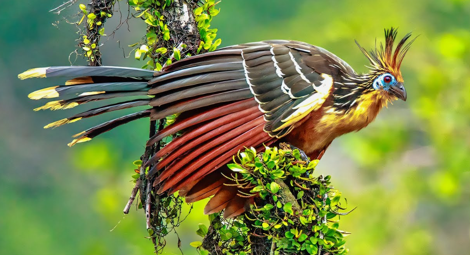 Птенцы с когтями на крыльях. Маленькие гоацины рождаются с настоящими когтями, как у древнего археоптерикса — и карабкаются по веткам, будто маленькие ящерицы.