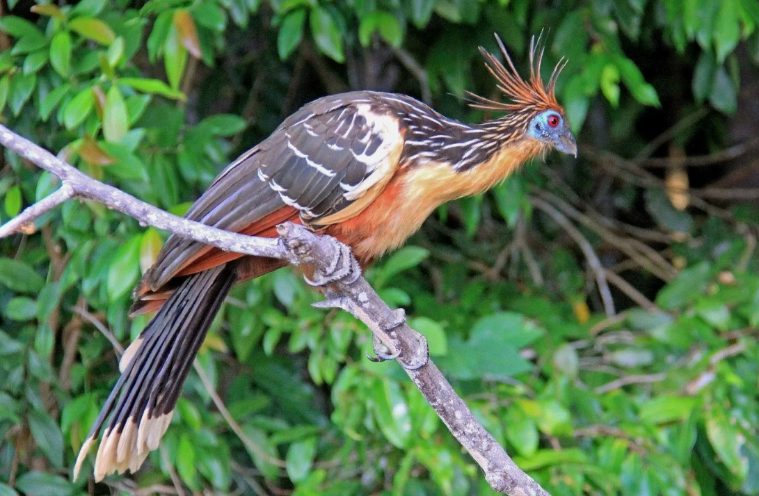Пахнут силосом. Из-за брожения листьев в огромном зобу птица источает стойкий запах болот и навоза — за что в Южной Америке её прозвали «вонючкой».