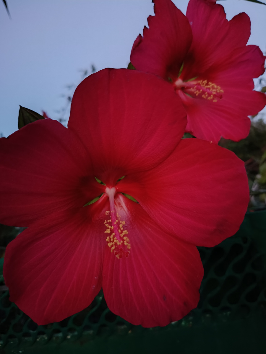 Яркий вечер