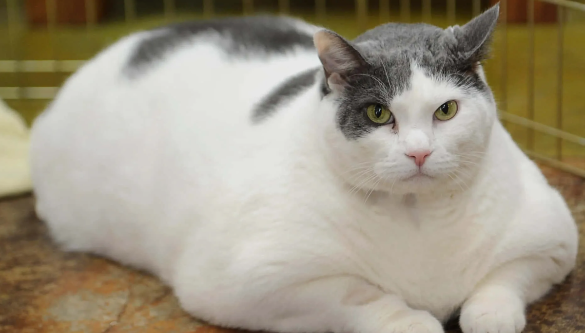 Больше движения. Играйте с кошкой каждый день хотя бы по 15–20 минут: охота, лазер, перья, коробки.