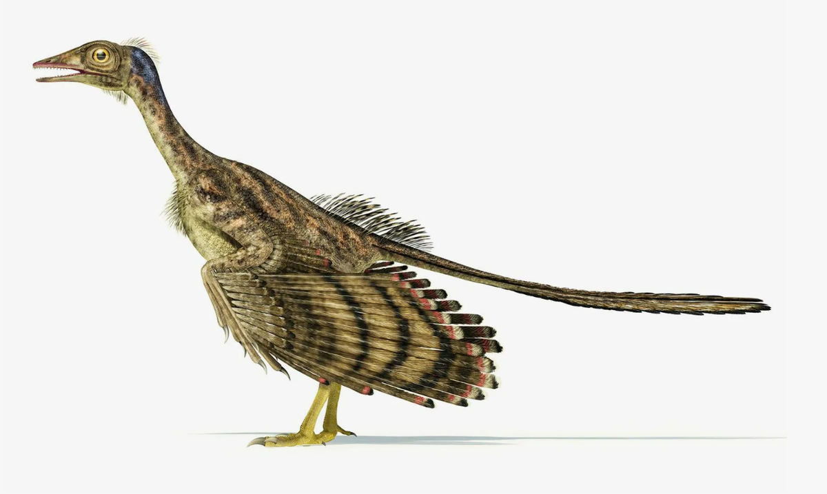 Археоптерикс динозавр