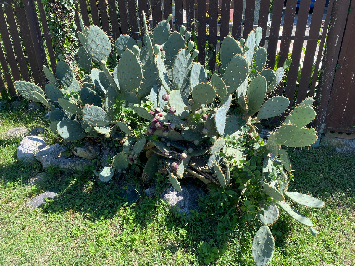 Эта картинка не про стихи и сор. Я думаю, что сейчас вы поймёте — почему перед письмом от читателя Сергея я разместила эту картинку. 