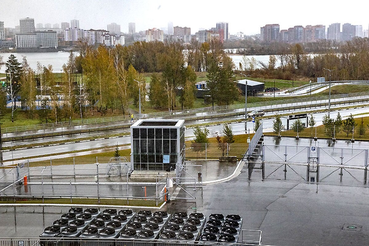 Где-то в парке «Арена» японская сосна готовится к зимовке.