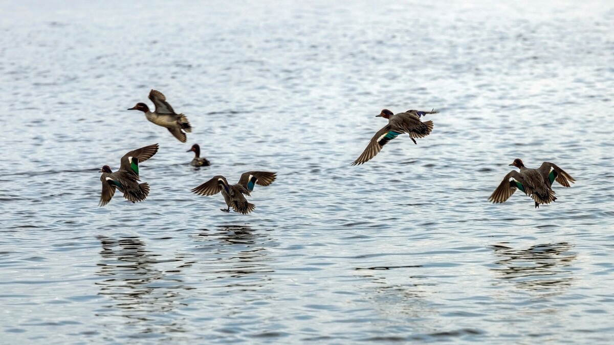   Фото: Фёдор Воронов / «Ямал-Медиа»