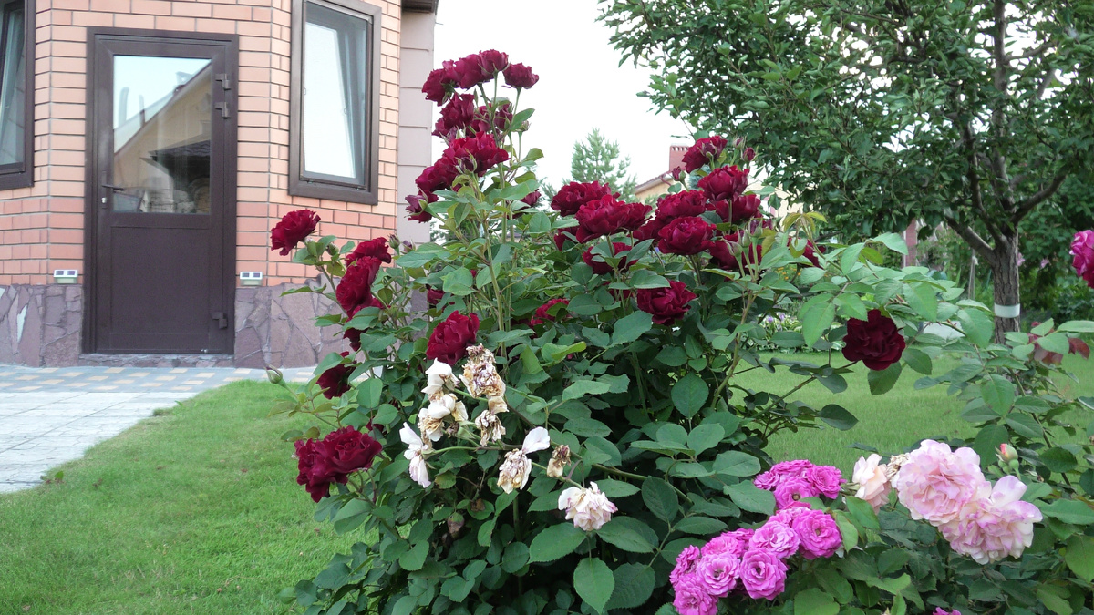 На фото две из трех роз, о которых пойдет речь. Омаж Барбара бордовая слева и Лавли Лидия ярко-розовая в центре.