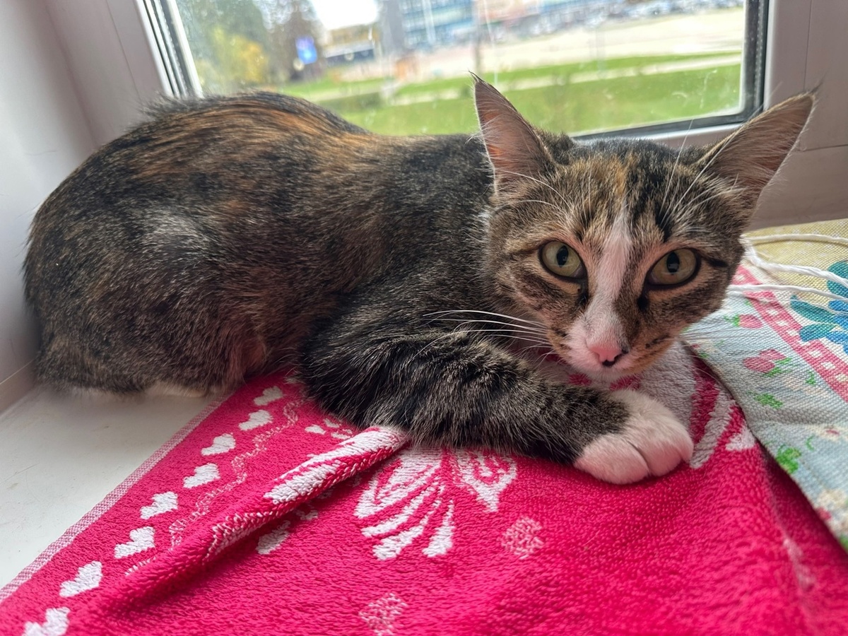 Эта кошечка с рождения подвергается испытаниям