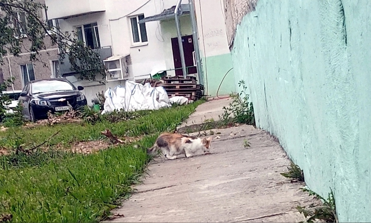 Из этого двора мы отловили 5 кошек.  Местные кошки не принимали Нюсю и не пускали в подвал.