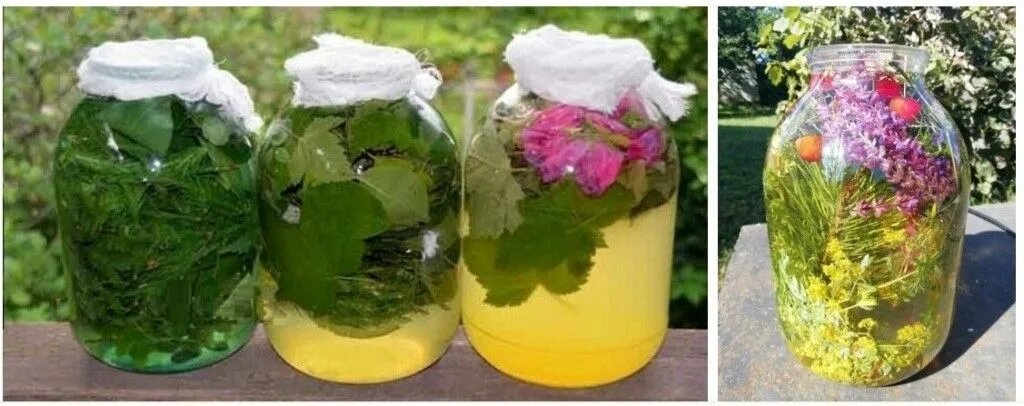 Сурица — древний напиток с секретом: что это, откуда взялось и стоит ли пить?