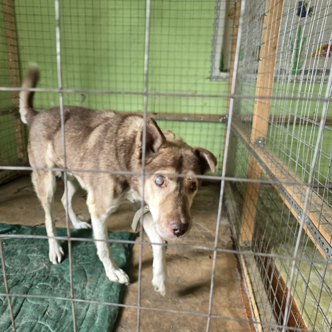 Тима покорно ждёт