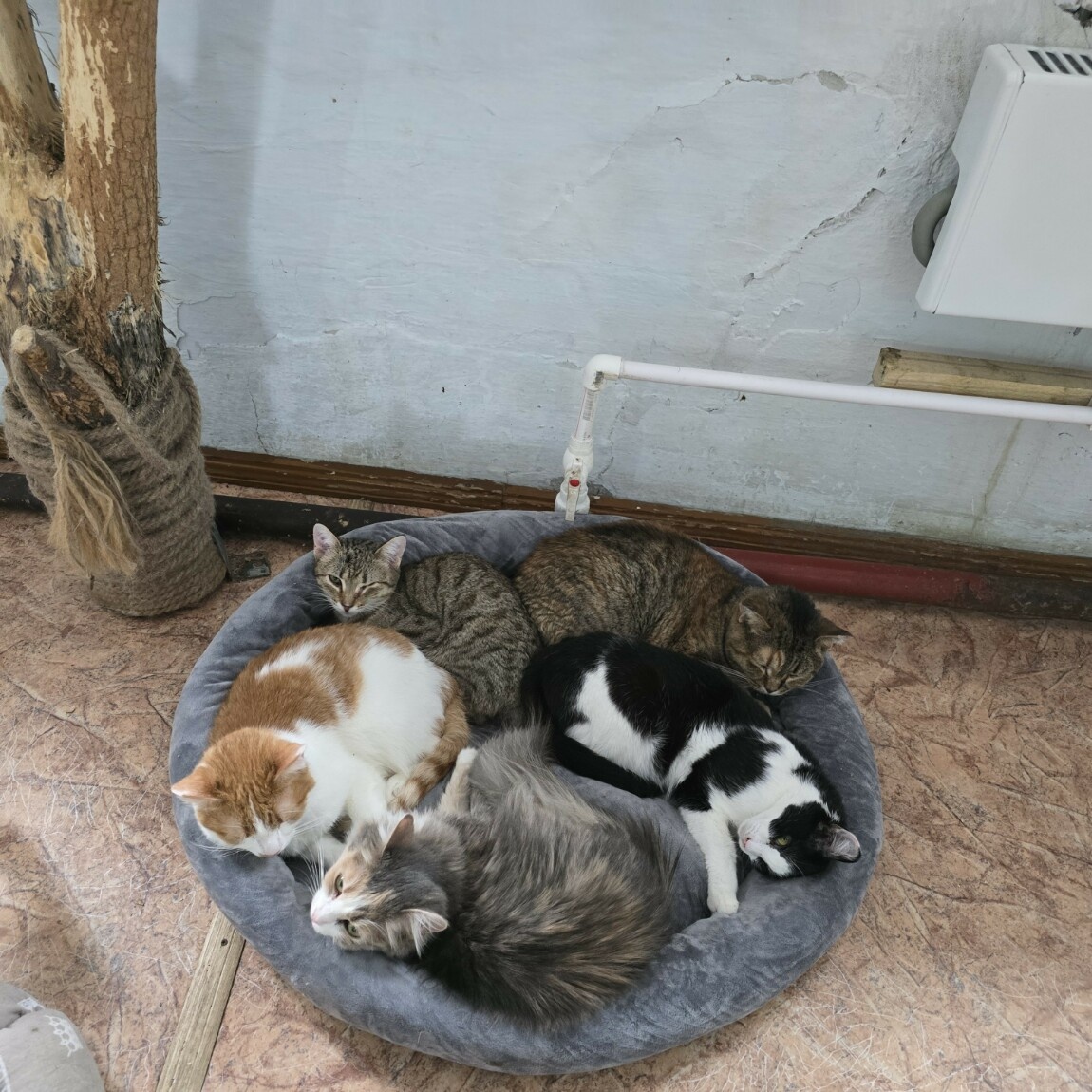 коты жмутся в надежде согреться