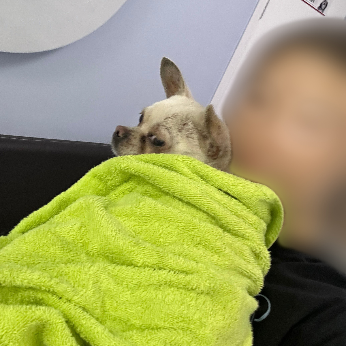 Я не могу показать лицо зооволонтера, принесшего Чипа, но зато видно в каком состоянии собака попала в клинику: табуны блох, все тело в коростах, под глазами слезные дорожки, глисты, камни на зубах плюс лишние зубы, которые вовремя не удалили