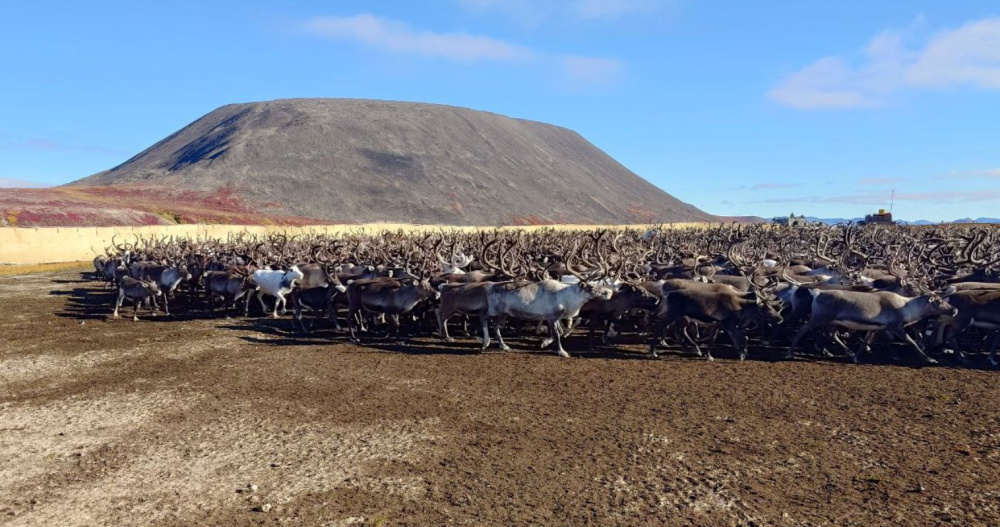 Фото: t.me/chaunadmin