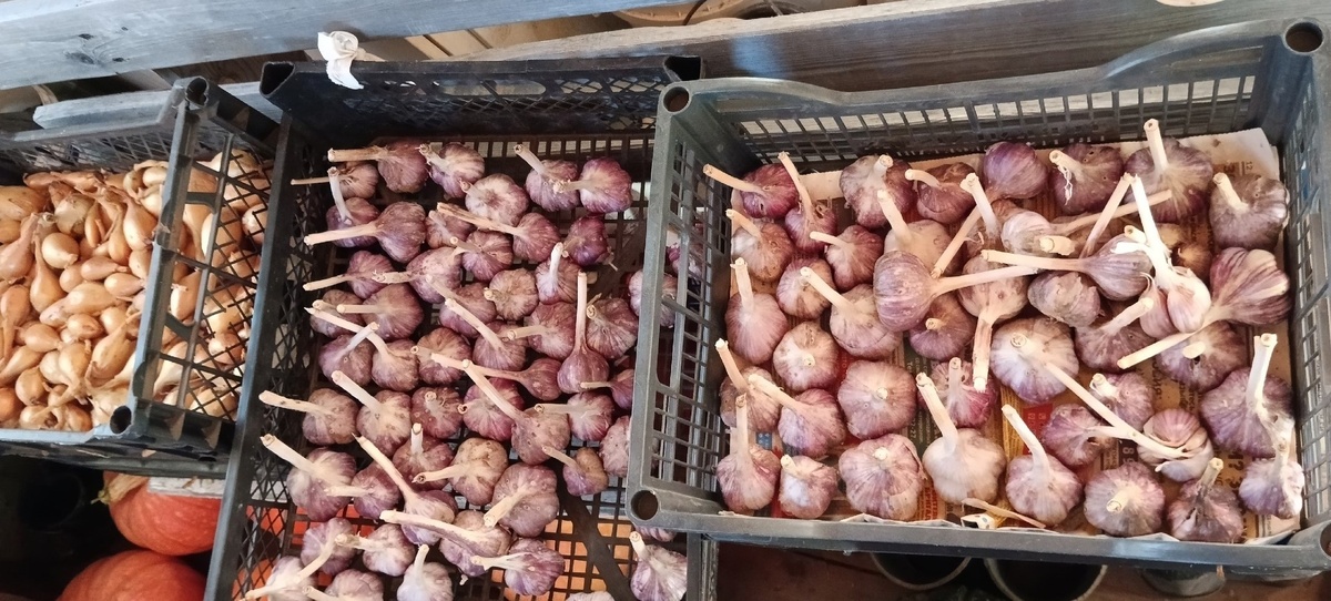    "Капсула времени" для чеснока: храню в квартире - не сохнет, не гниет, свежий до мая