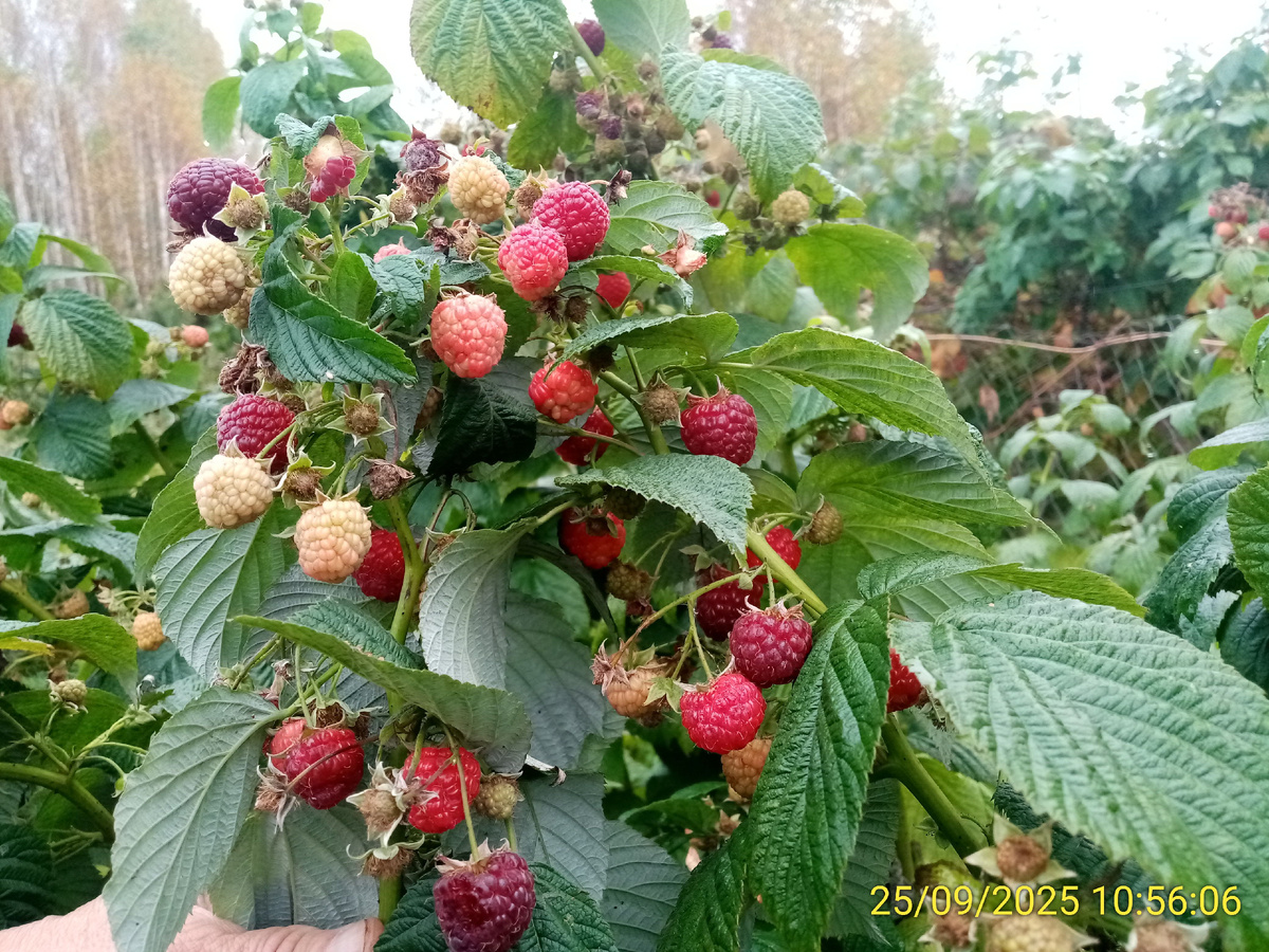 Красная гвардия