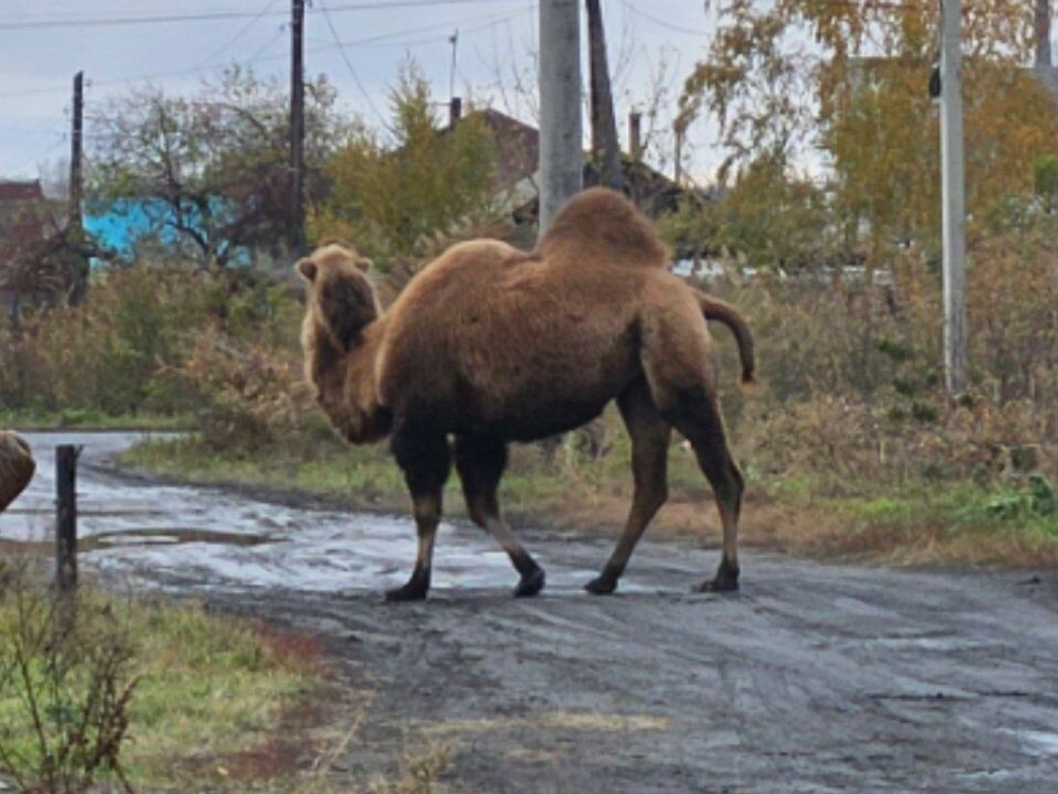   Верблюд в Камне-на-Оби. Источник: izvestiy-kamen.ru