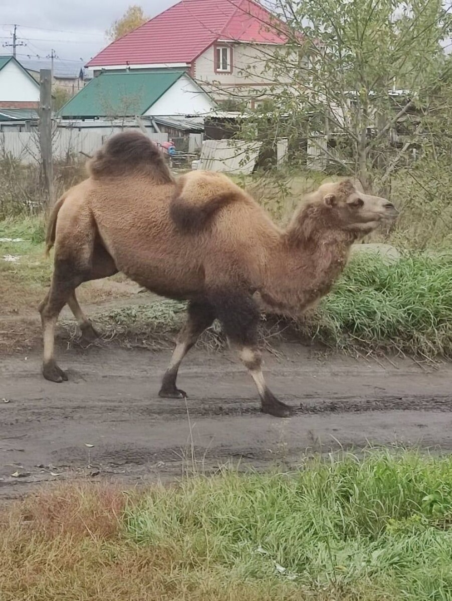    Верблюд в Камне-на-Оби. Источник: izvestiy-kamen.ru