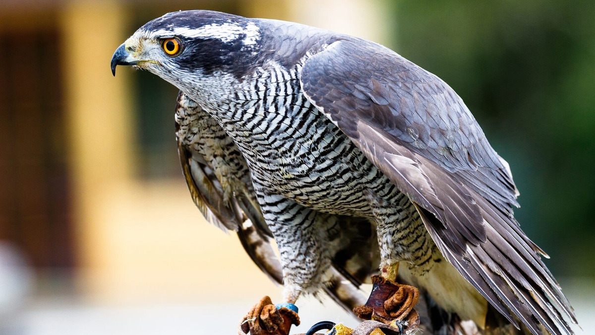 Его взгляд, кажется, проникает в самую душу. Но что скрывается за этой королевской внешностью?