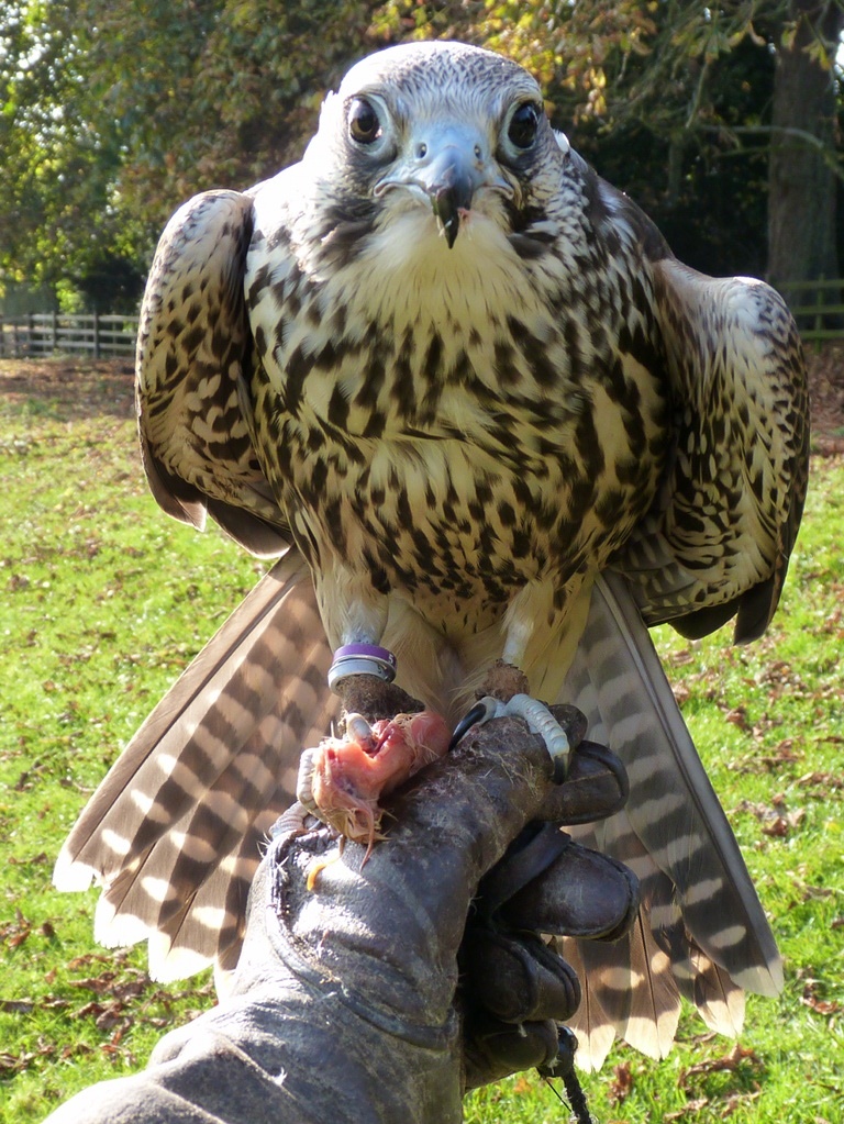 Это не владение, а партнерство, основанное на уважении. И закон стоит на страже этого принципа.
