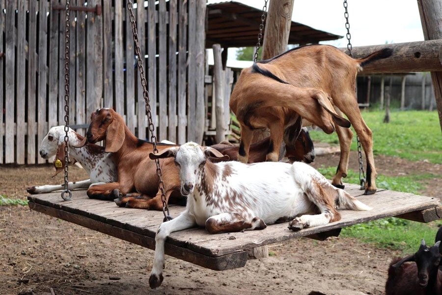   «Козочки у нас очень ручные, привыкли к добру, любви и нежности. Людям не хватает такого общения. А для городских детей это вообще бесценно». Фото: Из личного архивa