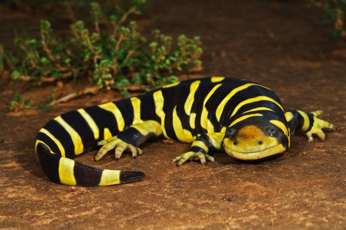 Знакомьтесь, амбистома — харизматичная улыбка и мудрость миллионов лет в одном флаконе.