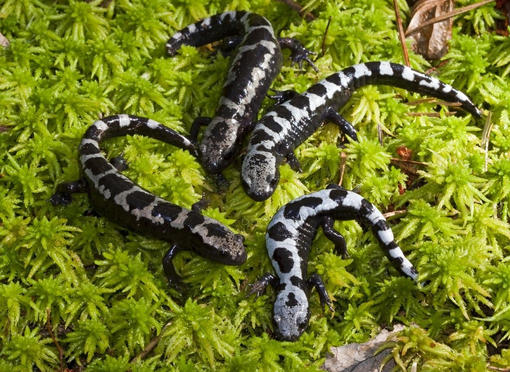 Мраморная амбистома — настоящее произведение искусства, созданное природой.