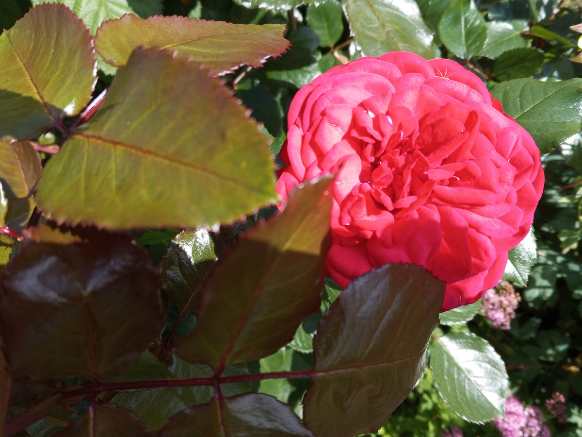 Ностальгическая роза Ред Пиано вместо плетистой Розанны