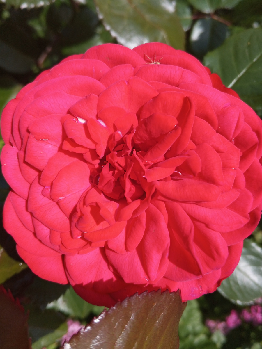 Ностальгическая роза Ред Пиано