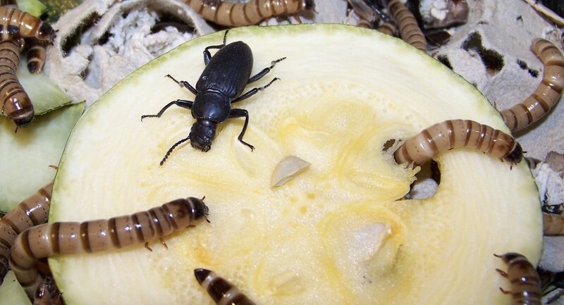 Думали, это просто наживка для рыбалки? А вот и нет! Знакомьтесь, ваш новый потенциальный питомец.