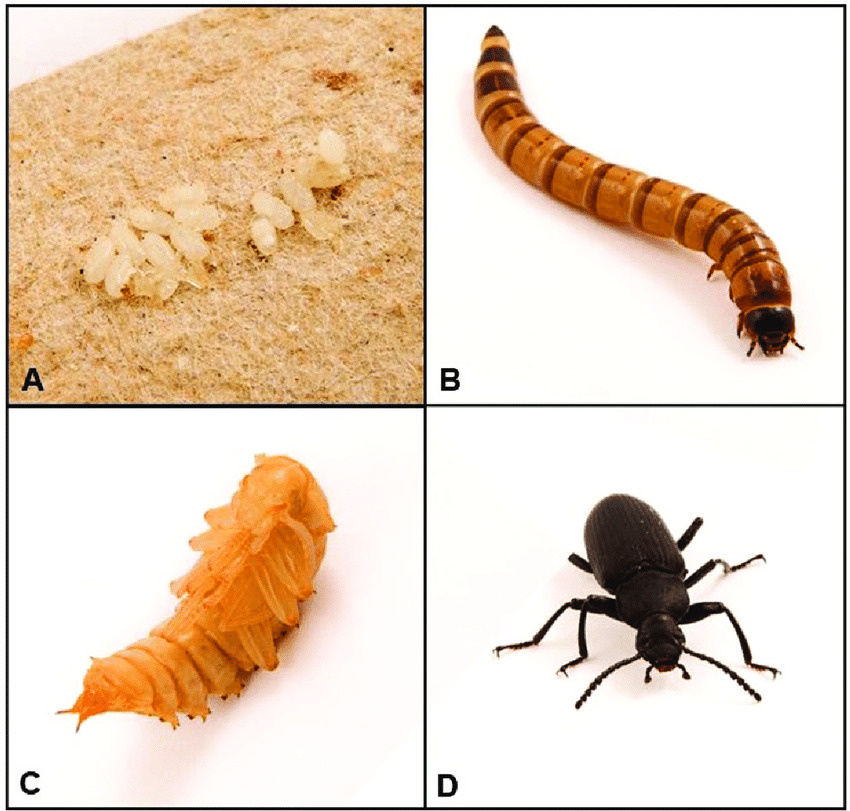 В природе эти гиганты — настоящие санитары леса.
