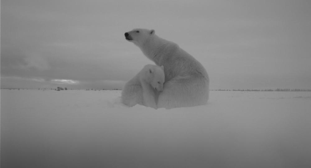 Матери Арктики: как белые медведицы за год превращают беспомощных комочков в выносливых хищников