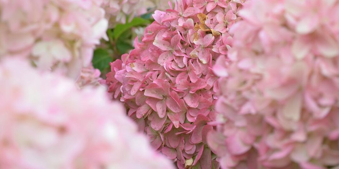 Как обрезать метельчатую гортензию для пышного цветения: чёткий план на осень и весну