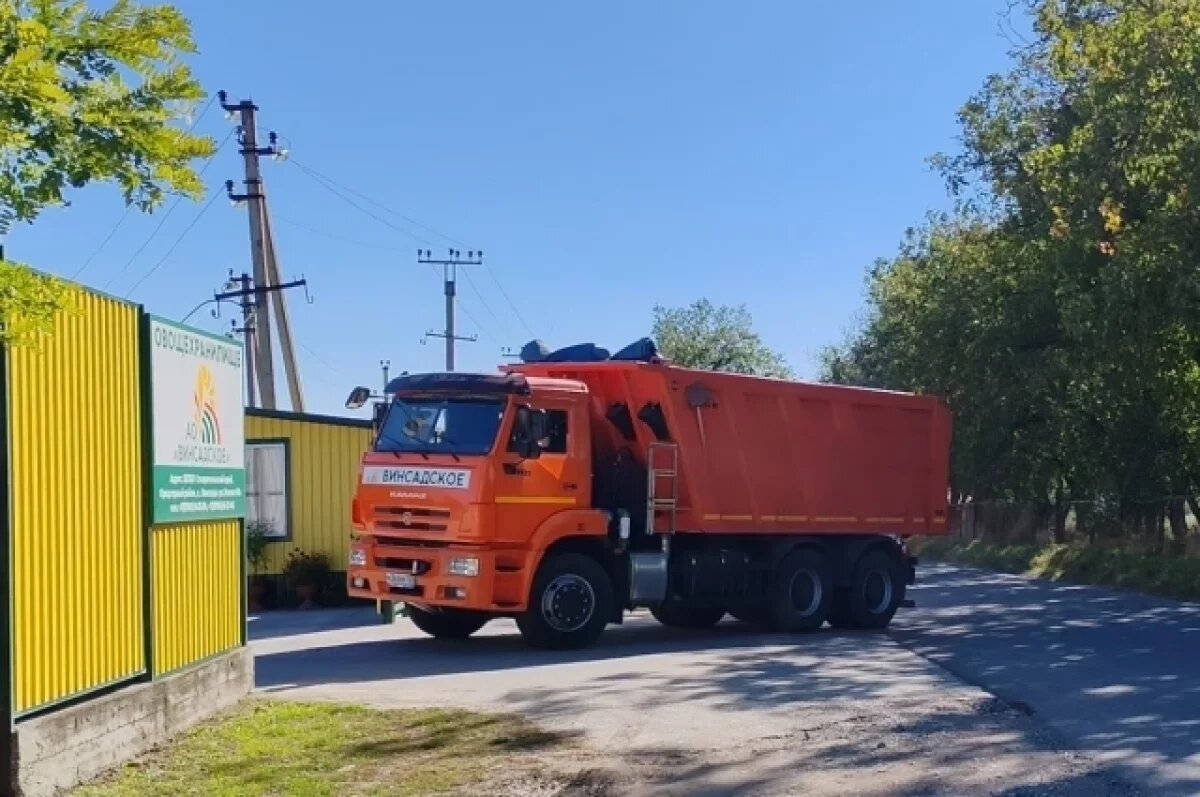    Картофель на овощебазу везут с полей, где по документам её быть не должно.