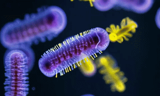 Микробы, поедающие электроны, широко распространены