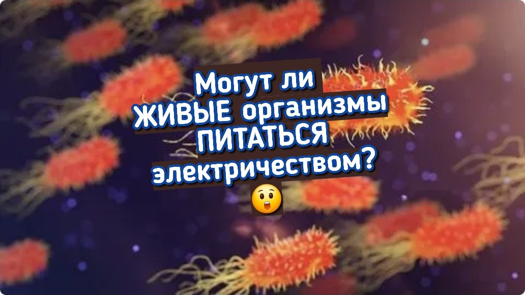 Альберт Сент-Дьёрдьи: «Жизнь — всего лишь электрон, ищущий покоя»...