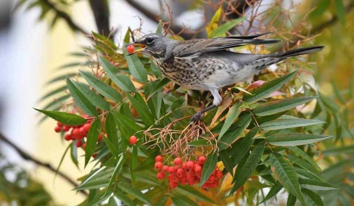     Птица на рябине. Источник: nsk.kp.ru Автор фото: Михаил Фролов