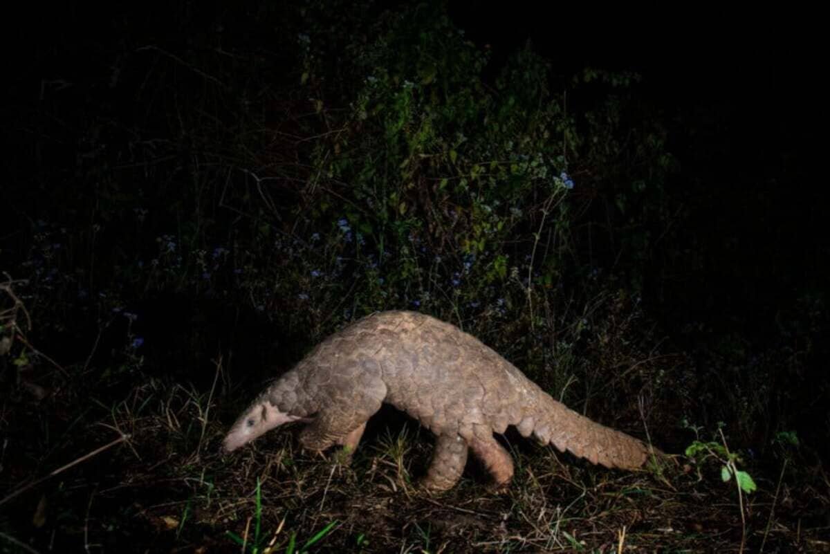    Панголин, снимок из книги «Память о дикой природе» / © Shivang Mehta