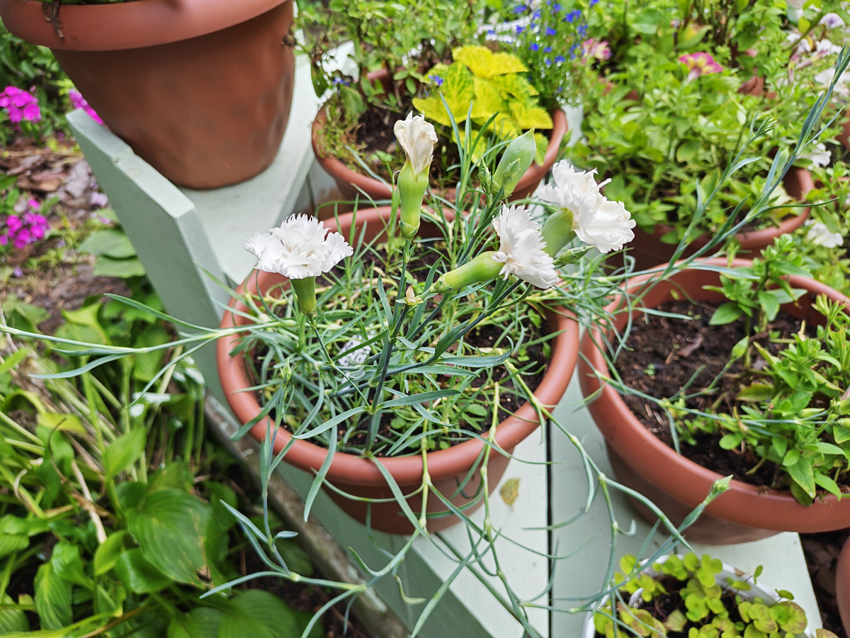 Максимальная декоративность