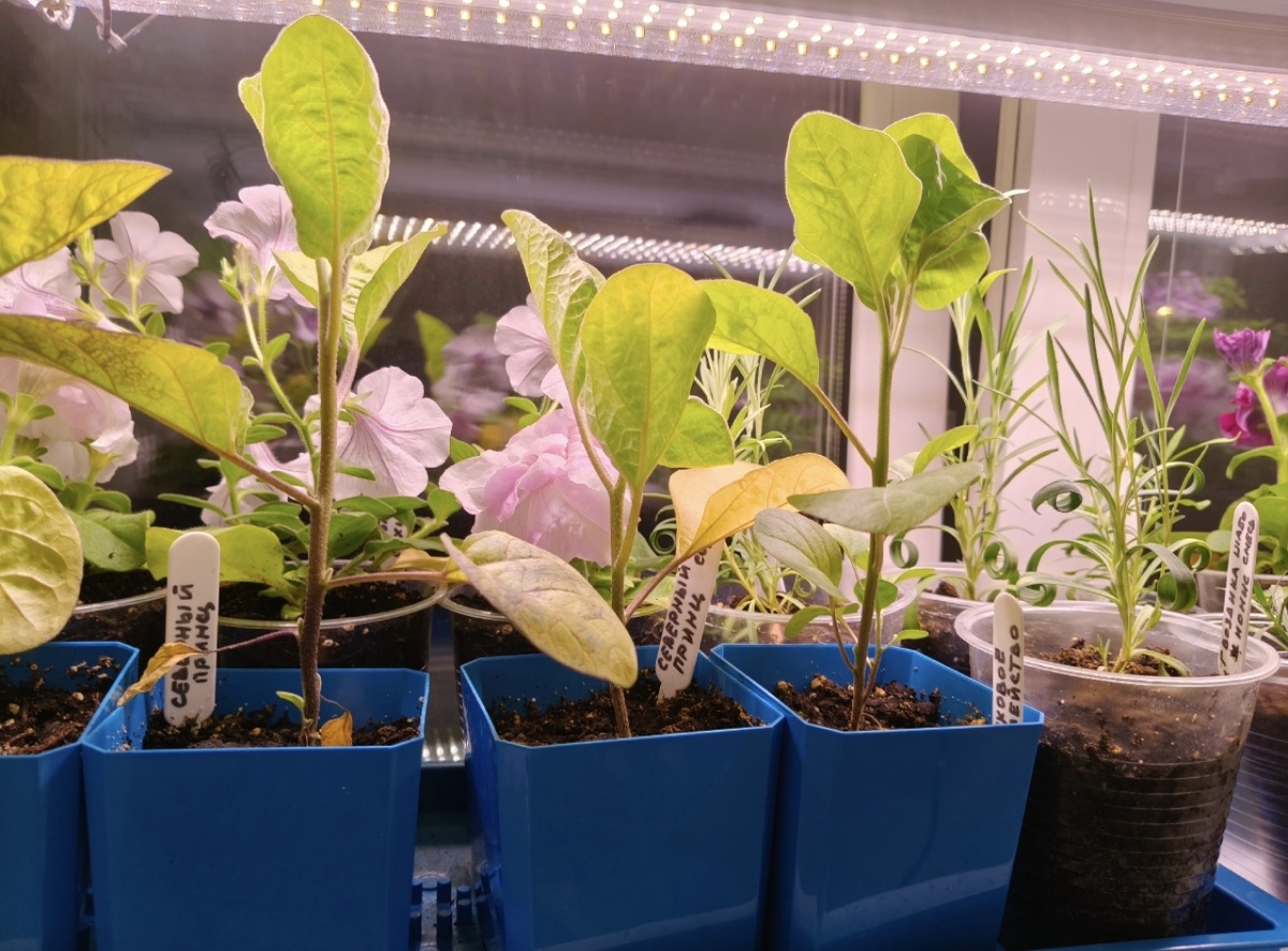 Справа стаканы с гвоздиками, такие кучерявенькие